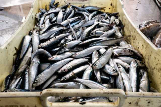 Da "oro del mare" a prodotto di poco valore: il pesce azzurro non lo vuole pi� nessuno